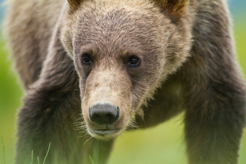 Grizzly Bear Cub